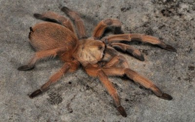 APHONOPELMA MODERATUM SLING TARANTULA